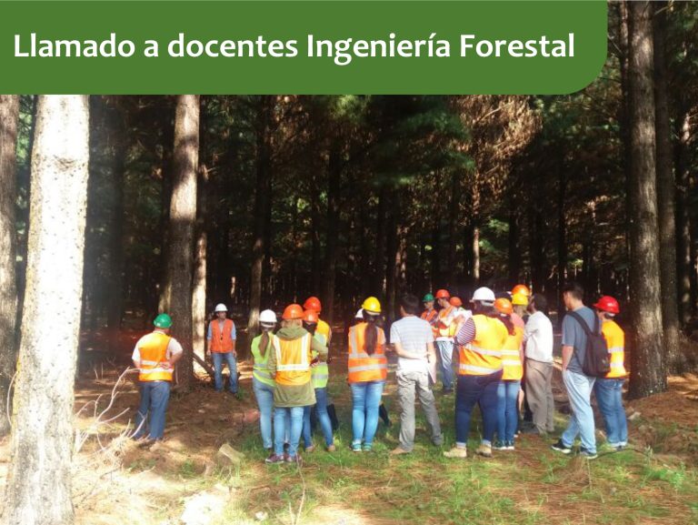 Llamados para ocupar cargos docentes para la carrera Ingeniería Forestal